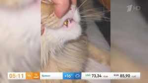 ГлаМур: видео кота с золотым зубом набрало в интернете семь млн лайков