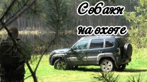 Собаки на охоте