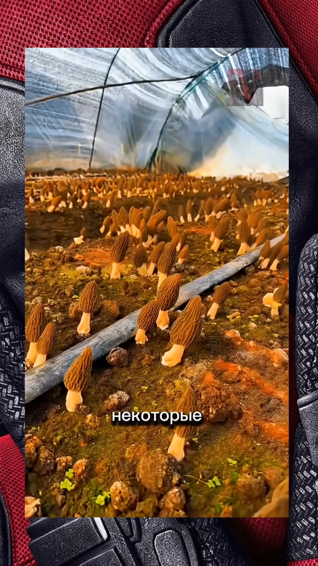 Сколько стоит самый дорогой гриб в мире 😼🫶😎