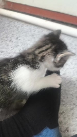 котик