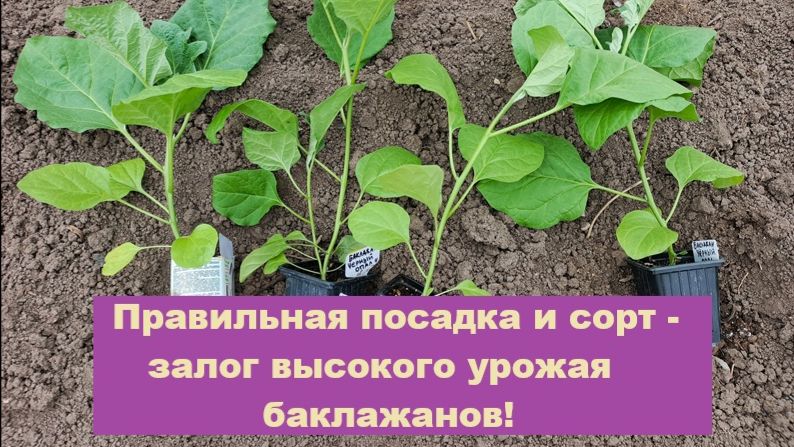 Как правильно посадить баклажаны в грунт?
