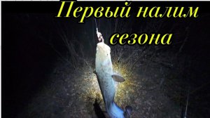 Ночной налим на Оби