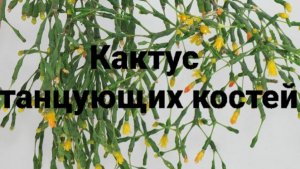 Хатиора солеросовидная — утончённый кактус