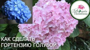 Как сделать гортензию голубой