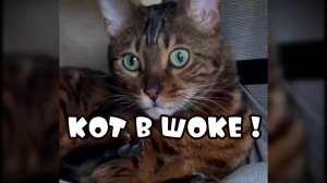 Когда кот в шоке #смешныекоты #поржать