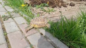 Поработала на даче.
