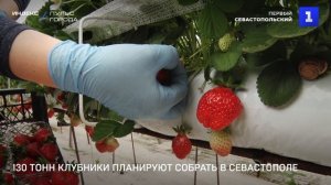 130 тонн клубники планируют собрать в Севастополе