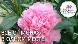 ВСЕ О ПИОНАХ В ОДНОМ МЕСТЕ