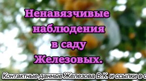 Ненавязчивые наблюдения в саду Железовых.