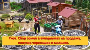 Тхоа. Сбор сомов в аквариумах на продажу, покупка черепашек и мальков .