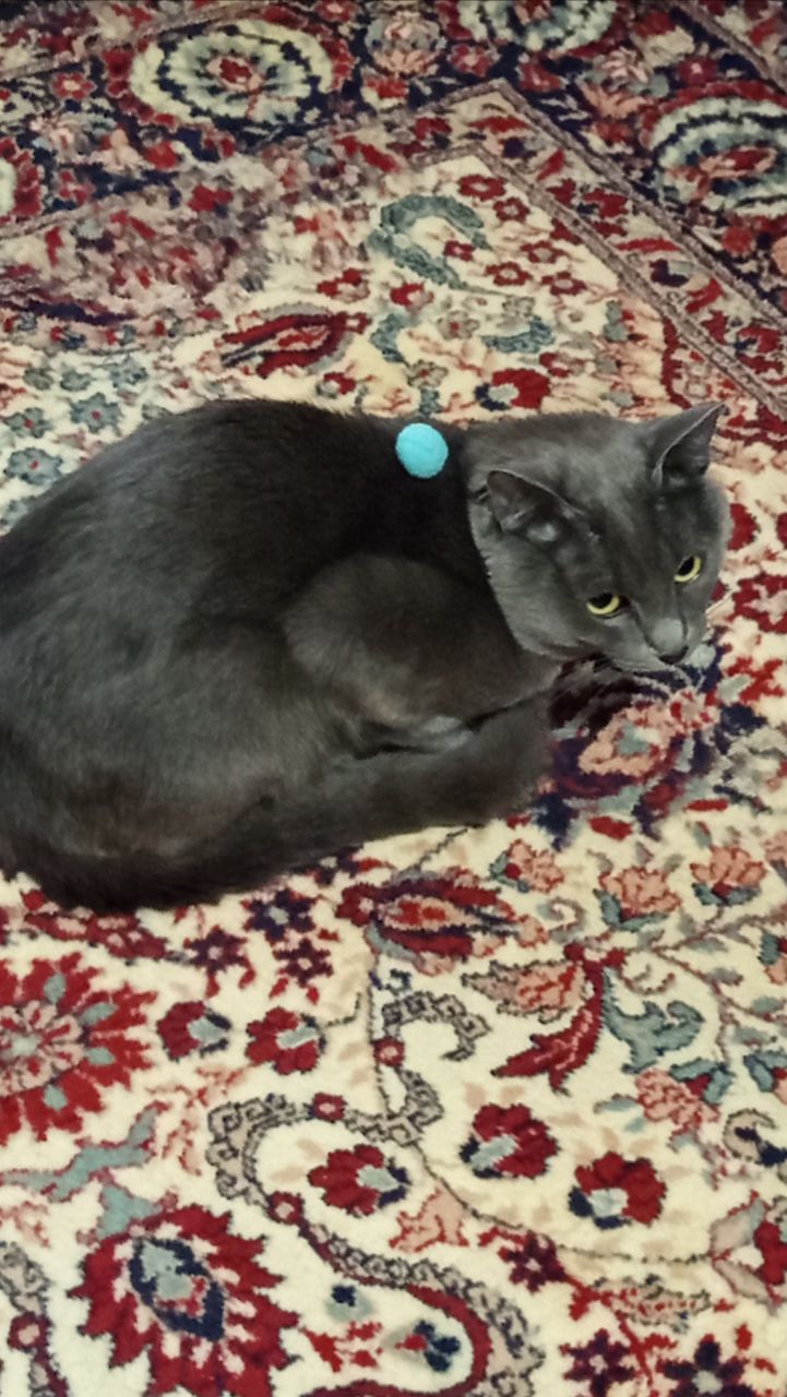 Кот Атос позирует с шариком! #shorts #котатос #животные #коты #атос