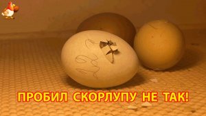 Ошибка при вылуплении едва не стоила цыплёнку жизни