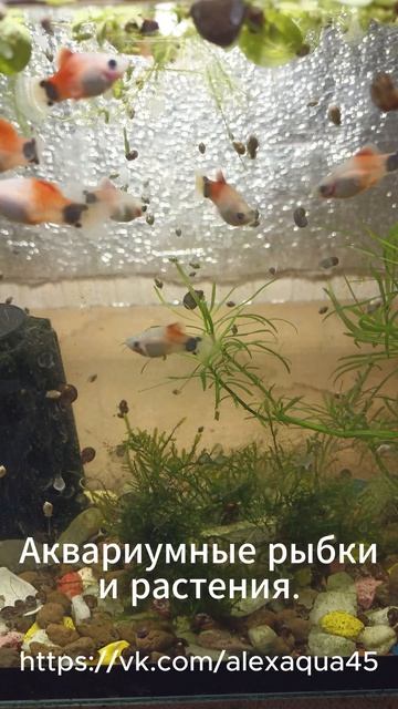 Аквариумная рыбка пецилия