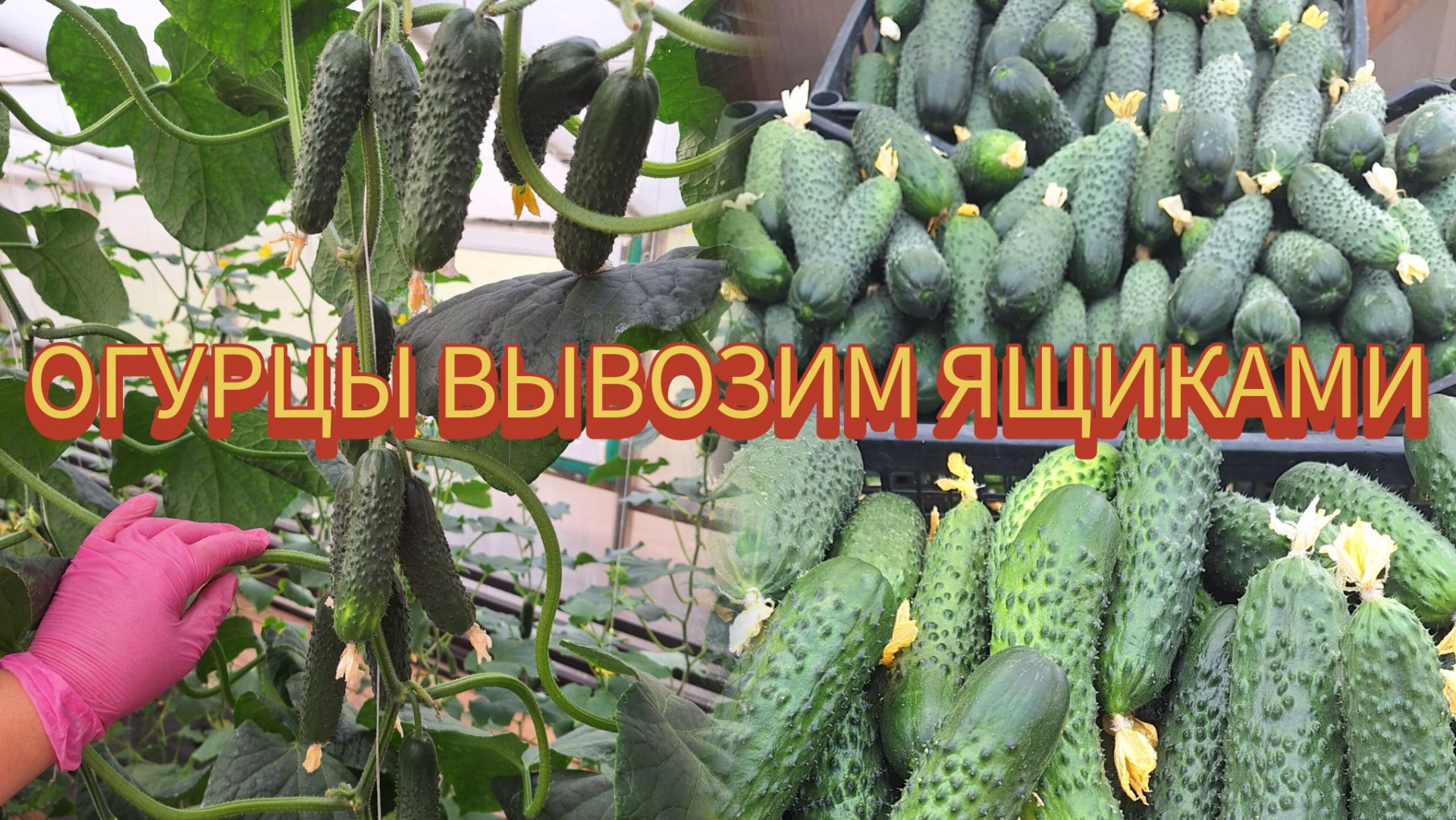 Будни семьи в деревне. Мир.Труд.Май - весна приходит на Алтай, трудимся и вам того желаем смотреть онлайн