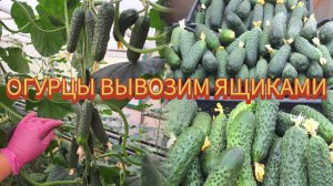 Будни семьи в деревне. Мир.Труд.Май - весна приходит на Алтай, трудимся и вам того желаем