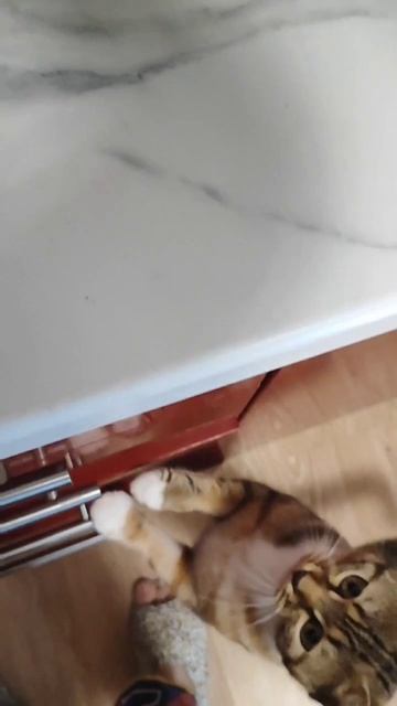 Домашнее овсяное печенье🍪