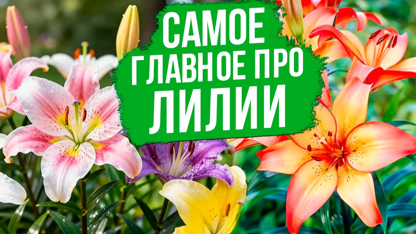 САМОЕ ГЛАВНОЕ, что нужно знать о лилиях!