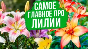 САМОЕ ГЛАВНОЕ, что нужно знать о лилиях!