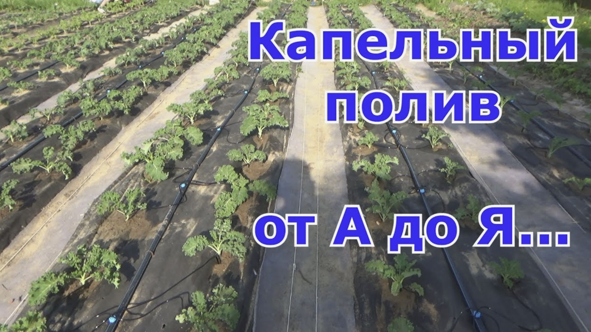 КАПЕЛЬНЫЙ ПОЛИВ СВОИМИ РУКАМИ Лучший вариант полива