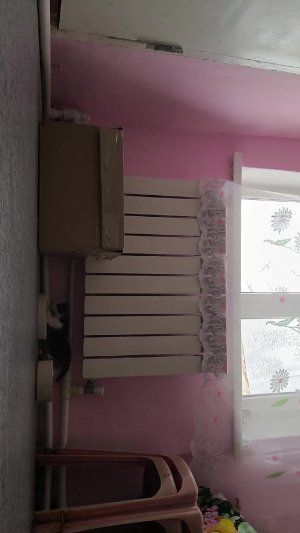 котик