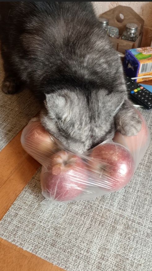 Кот в сапогах (в яблоках🍏😱)