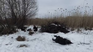 Память сердец