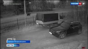 В Троицко-Печорском районе усилят патрулирование возможных мест выхода медведей к людям