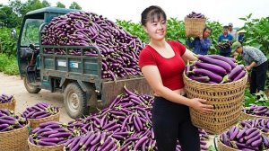 Собираю баклажаны и томаты для продажи. Готовлю ужин дома и ухаживаю за животными. Фуонг. Вьетнам