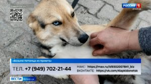 Возьми питомца из приюта. Скай