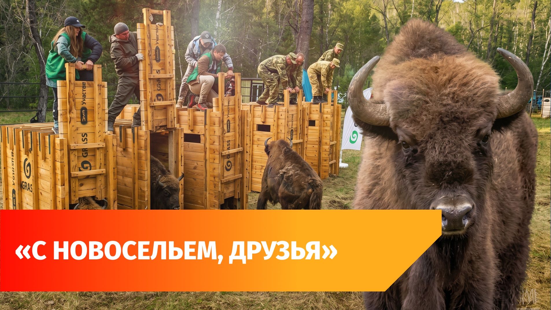 В Башкирию привезли еще 6 зубров из Беларуси