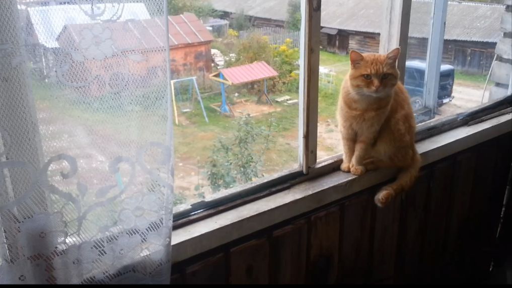 Рыжий вышел на охоту