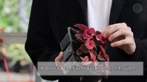 Цветы ВГЛТУ: от теплицы до студенческого городка