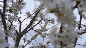 Зацвел мой абрикос