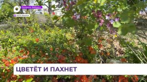 В Фокино продолжаются работы по озеленению города