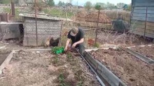 МОЖЕТ ЗАМУЖ пора,за такого работящего//Сельская жизнь//