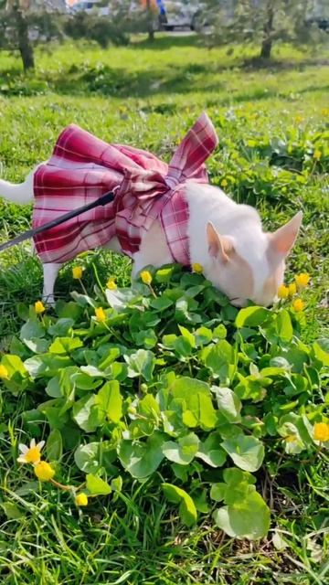 Весна пришла🌸