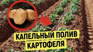 Капельный полив под картошку своими руками первый опыт