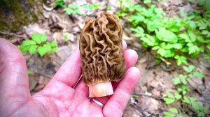 Сбор первых весенних Грибов. Строчки и сморчки.