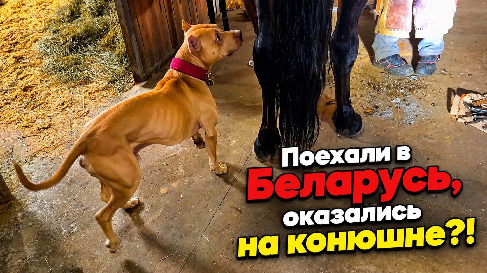 ЧАСТЬ #1 -ДОРОЖНАЯ. Как мы В БЕЛАРУСЬ соревноваться поехали🚗#питбульпеченька #dog #pitbull #doglife