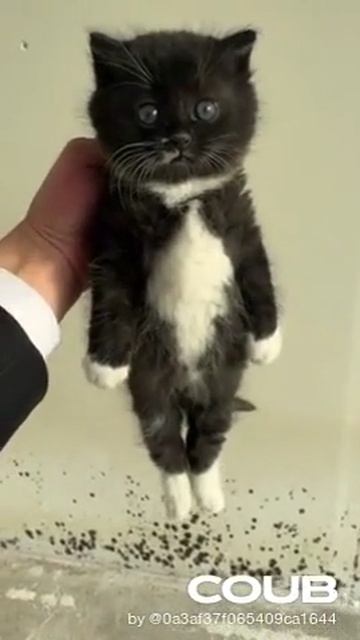 котинг