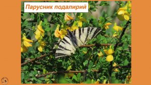 Парусник после бури. Редкая бабочка подалирий из семейства парусников