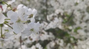13.5.26 Цветёт вишня