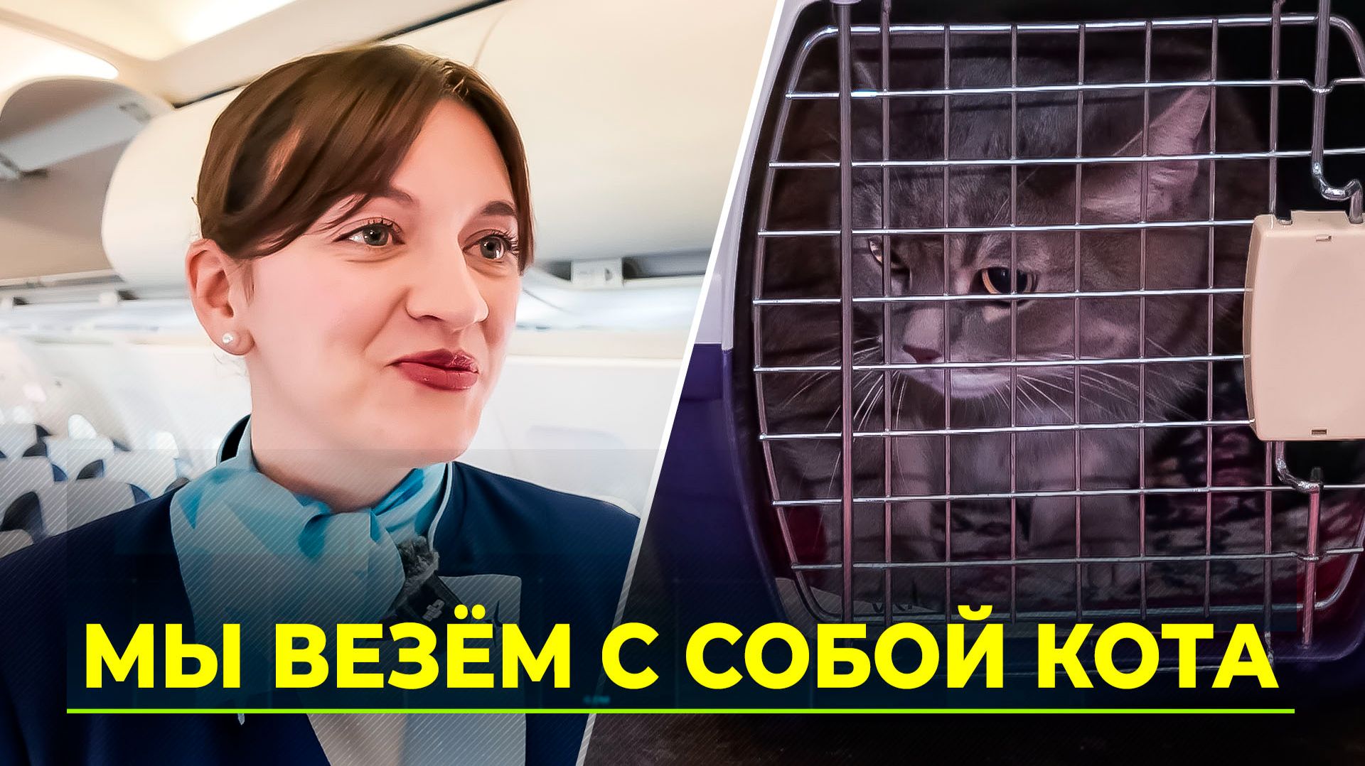 Как подготовиться к полёту с питомцем