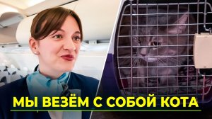 Как подготовиться к полёту с питомцем