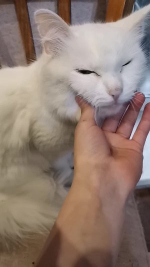 Cat vlog