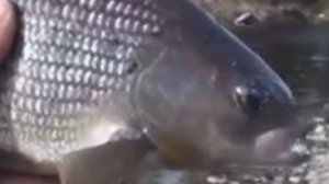 Рыбалка в ДЕВСТВЕННОЙ тайге Хариус Ленок Таймень Медведь Выживание 2 часа ВИДЕО  Тайге Охота 2023❄