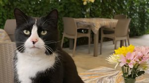 Крымские котики 🐱.