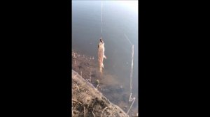 Рыбалка на Шиловском Котловане, мкр. Шилово, г.Воронеж, 08.05. 2026 года