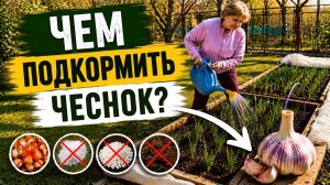 СЕКРЕТЫ УРОЖАЯ. ПОДКОРМКА ЧЕСНОКА. ТРИ ПЕРИОДА.