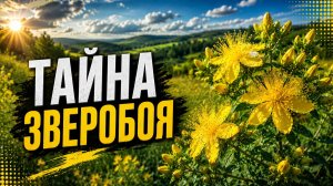 ТАЙНА ЗВЕРОБОЯ